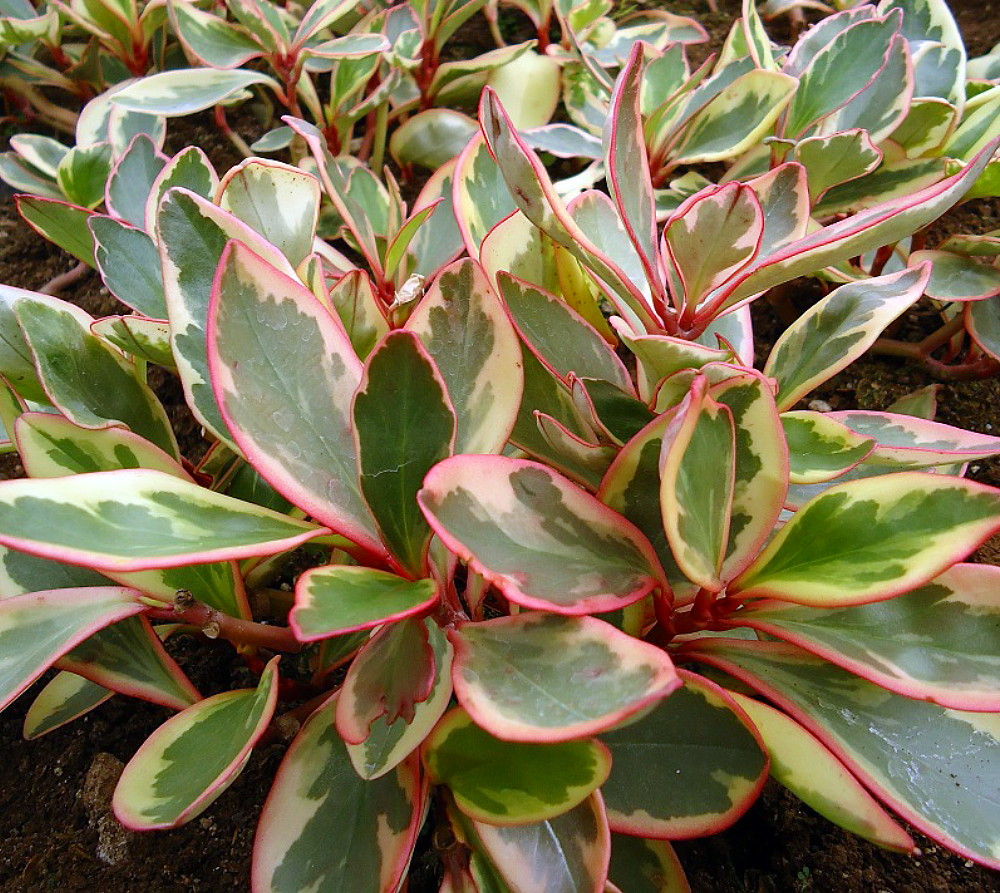 peperomia rainbow