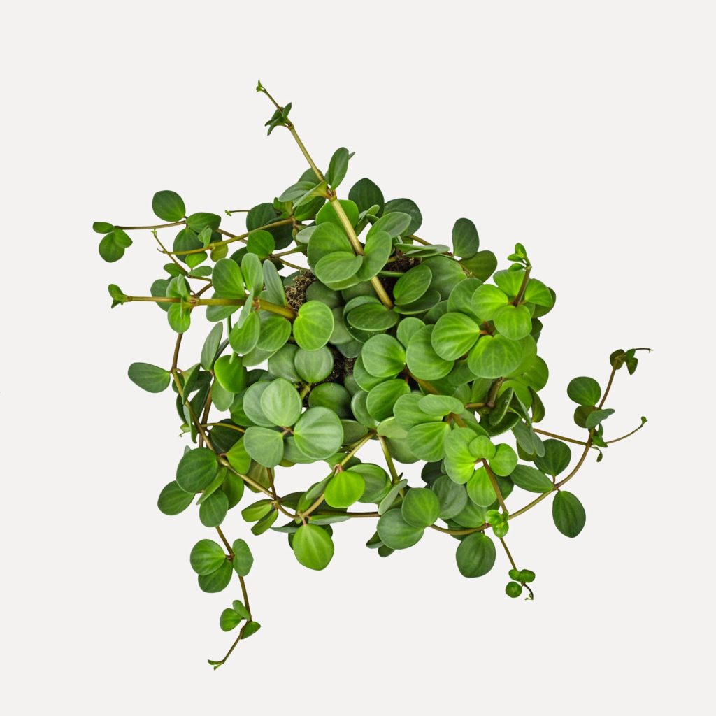 peperomia-tetraphylla