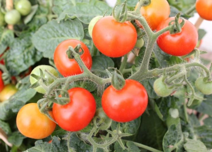 tanaman sayuran tomat
