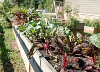 tanaman sayuran yang cocok ditanam di rumah