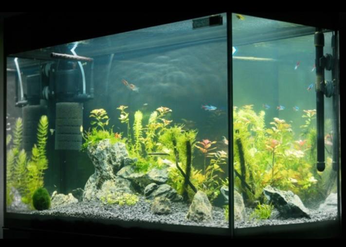 aquascape 2