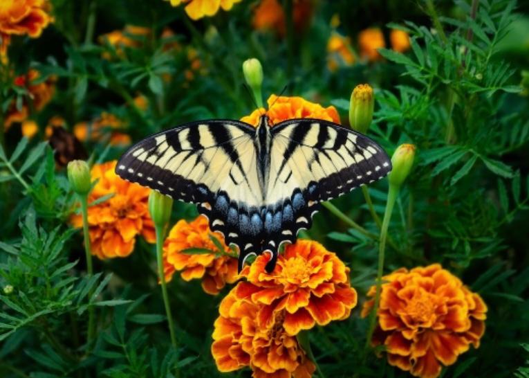 bunga marigold