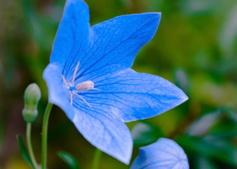 bunga ungu bellflowers