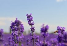 bunga ungu untuk tanaman hias