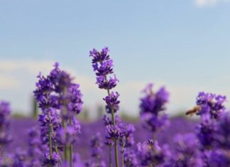 bunga ungu untuk tanaman hias