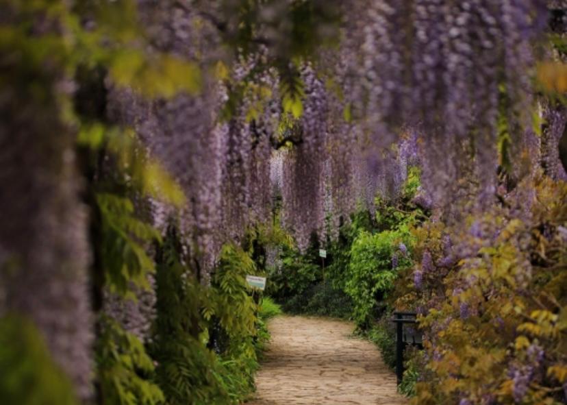 bunga ungu wisteria