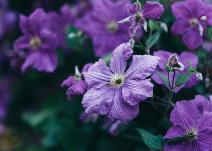 clematis flower