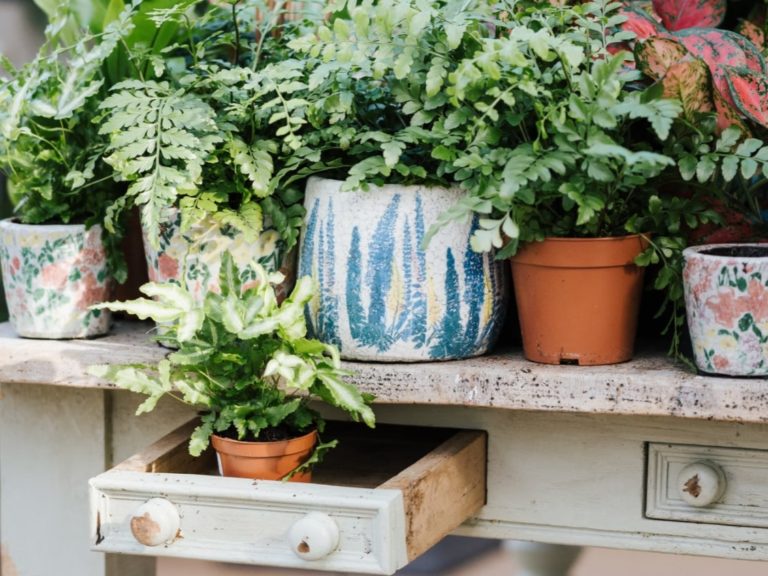 6 Tanaman Hias Untuk Teras Rumah, Salah Satunya Bisa Mengusir Nyamuk ...