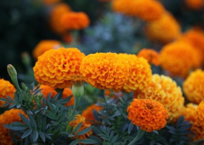 manfaat bunga marigold
