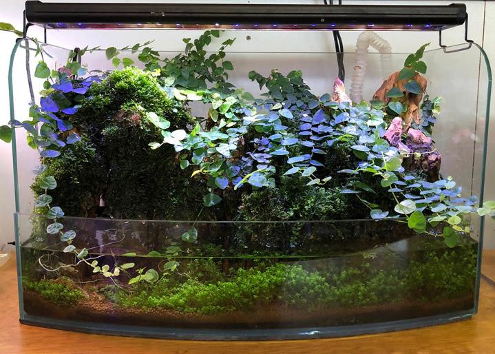 paludarium perbedaan