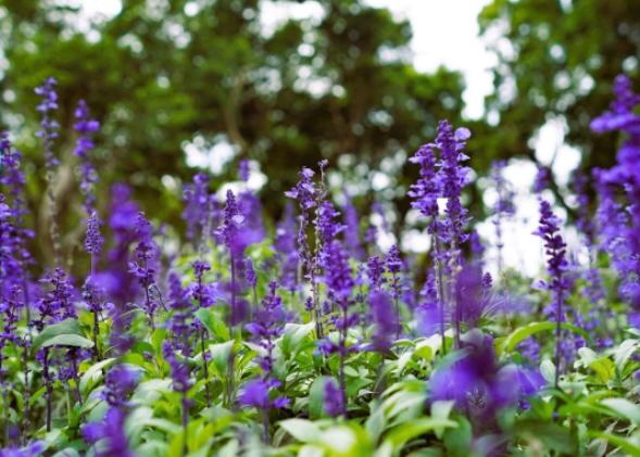 salvia flower