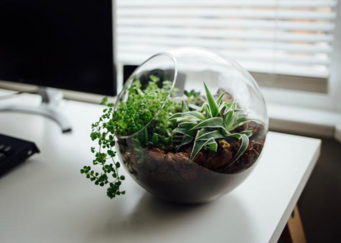 terrarium