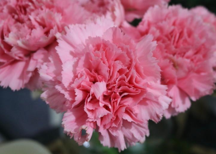 bunga anyelir pink