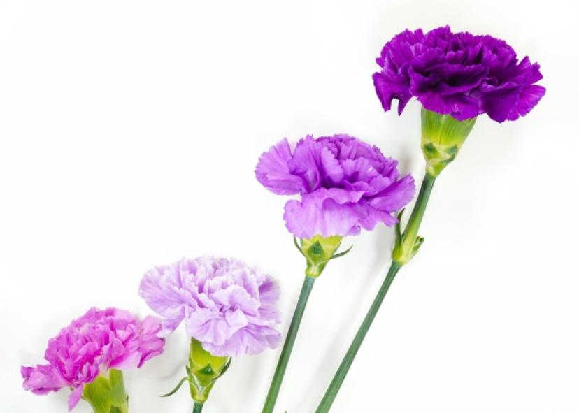 bunga anyelir ungu