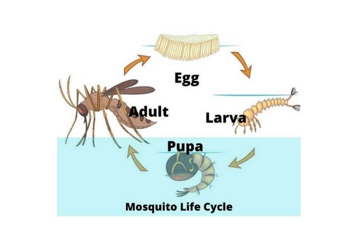fase dan daur hidup nyamuk