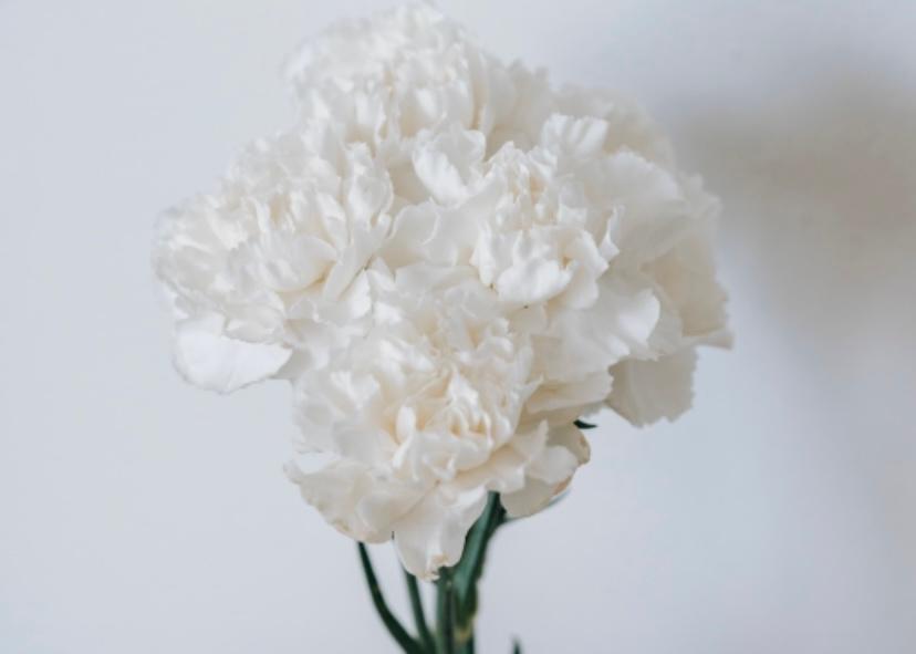 white carnation