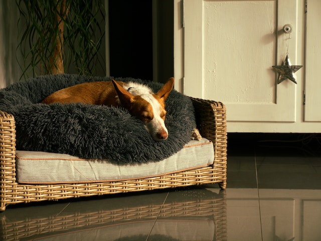 meninggalkan anjing di rumah