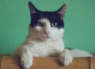 cara mengatasi kucing stres