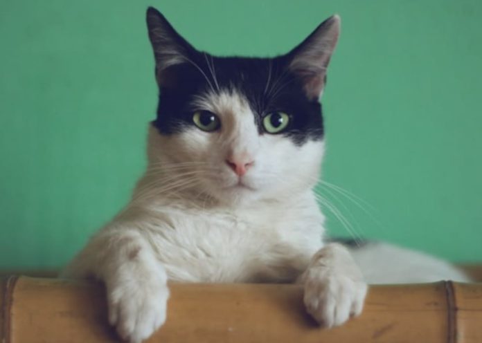 cara mengatasi kucing stres