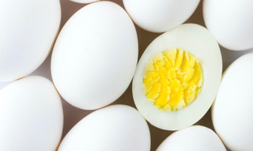 makanan anak anjing telur