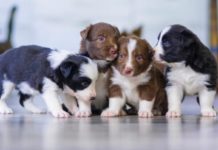 makanan anak anjing yang sehat