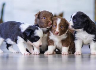 makanan anak anjing yang sehat