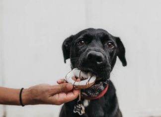 makanan berbahaya bagi anjing