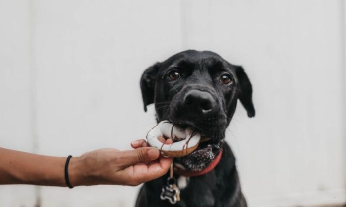 makanan berbahaya bagi anjing