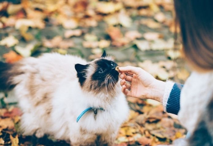 makanan kucing karbohidrat