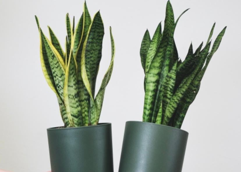 tanaman hias dalam ruangan sansevieria