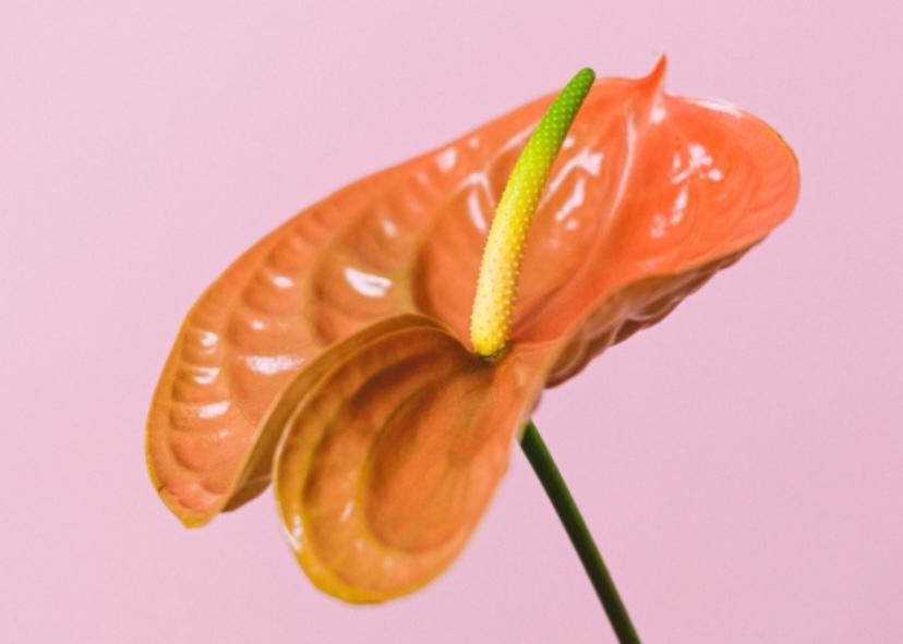 14 flamingo lily