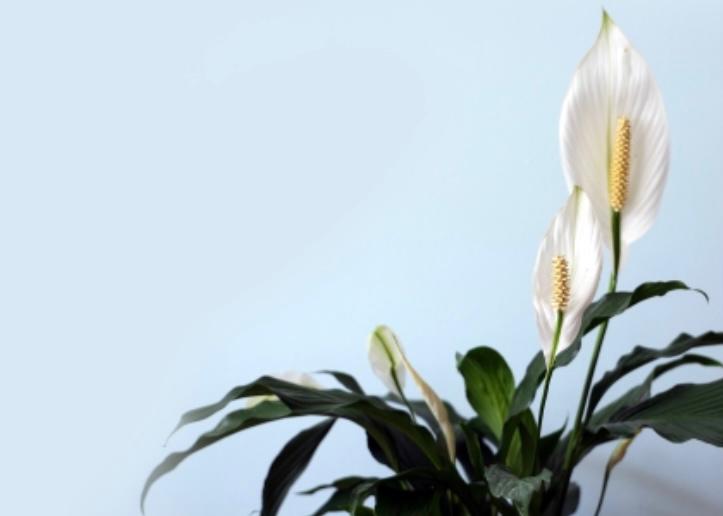 tanaman pembersih udara 7 peace lily