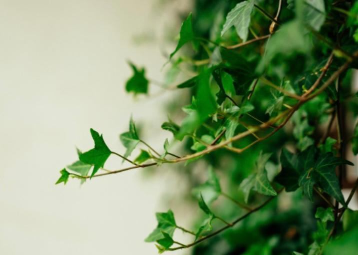 tanaman pembersih udara 8 english ivy