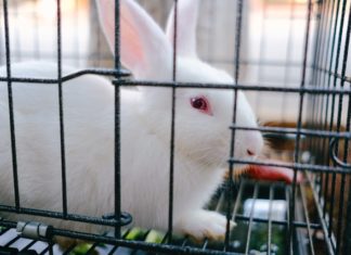 Membersihkan kandang kelinci