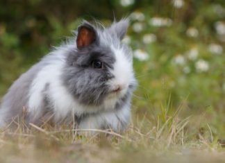 Jenis kelinci anggora