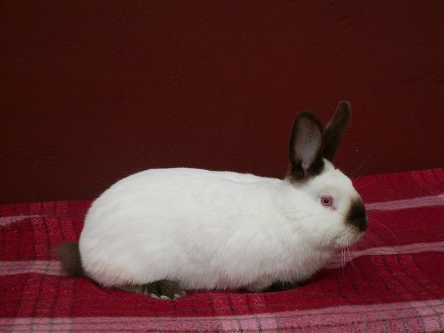 jenis kelinci himalaya