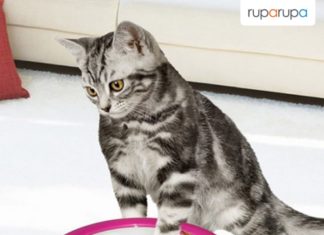 alat grooming kucing