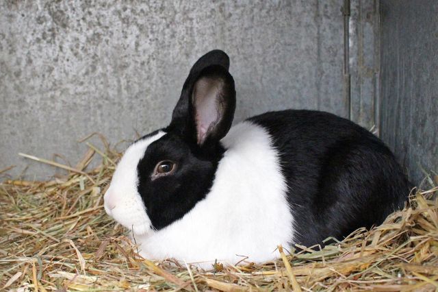 jenis kelinci belanda