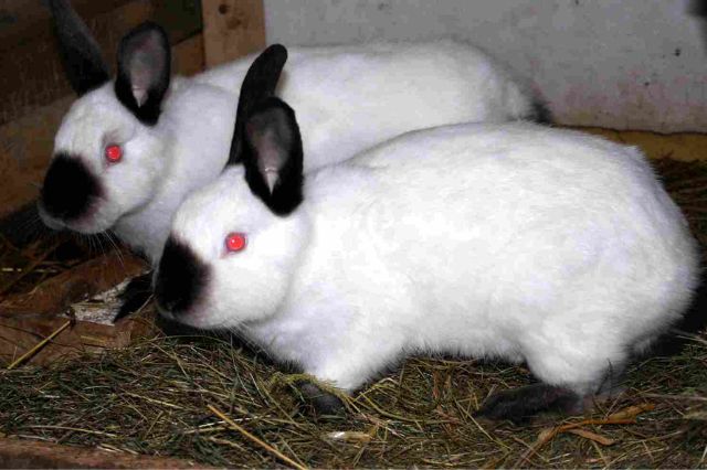 jenis kelinci california