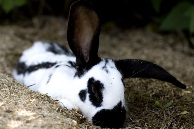 jenis kelinci checkered giant