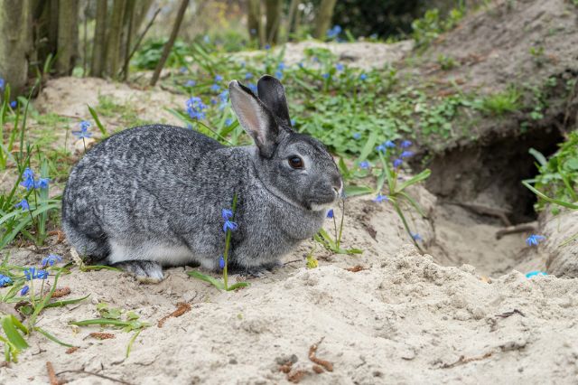 jenis kelinci chinchilla