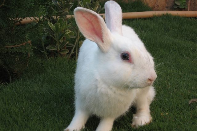 jenis kelinci florida white