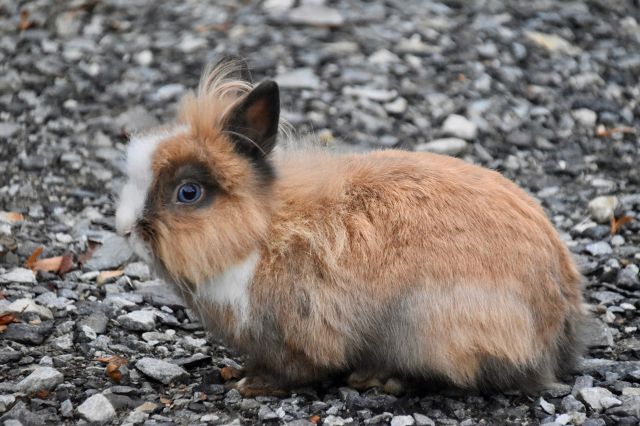 jenis kelinci harlequin