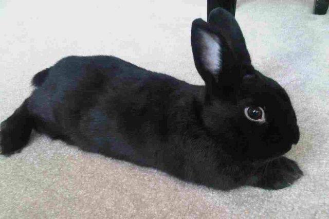 jenis kelinci havana