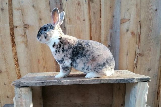 jenis kelinci mini rex