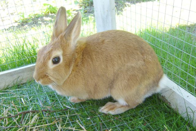 jenis kelinci palomino