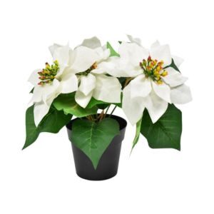 tanaman warna putih