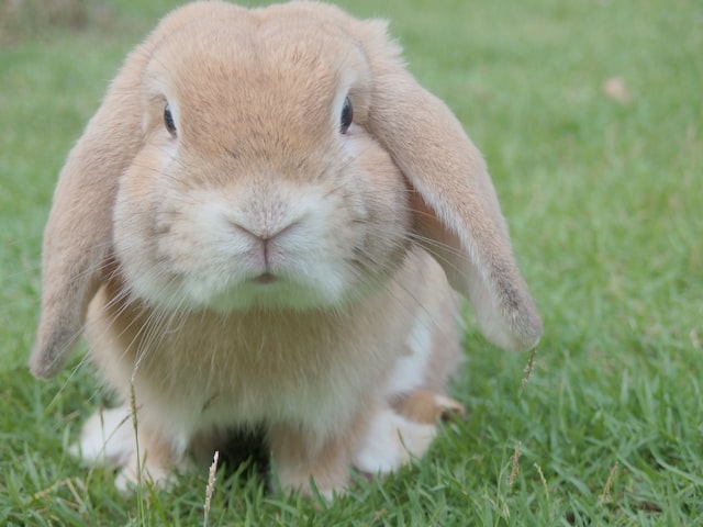 jenis kelinci french lop
