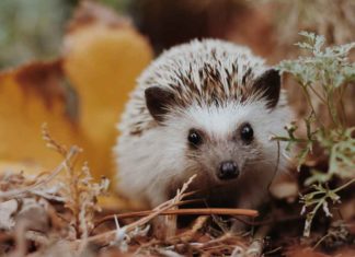 Cara merawat landak mini yang tepat