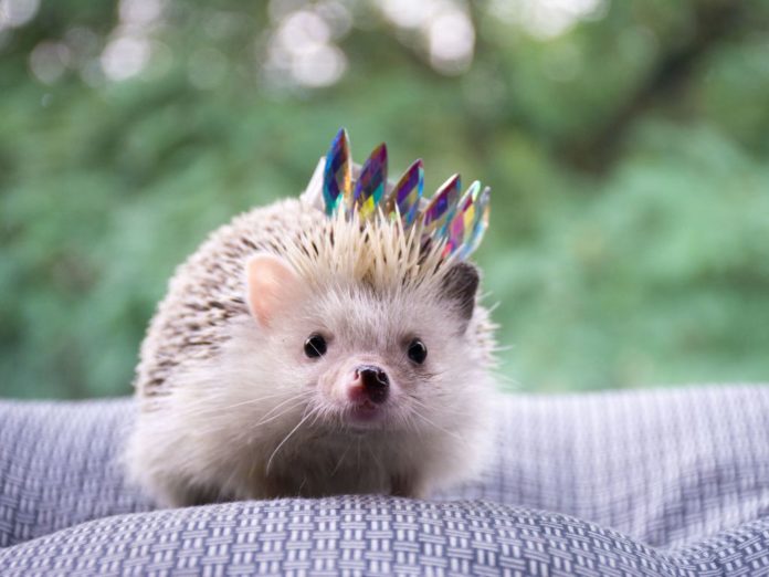 Tips memilih kandang landak mini yang tepat